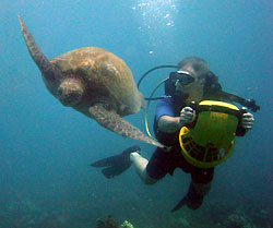 richard mason with turtle